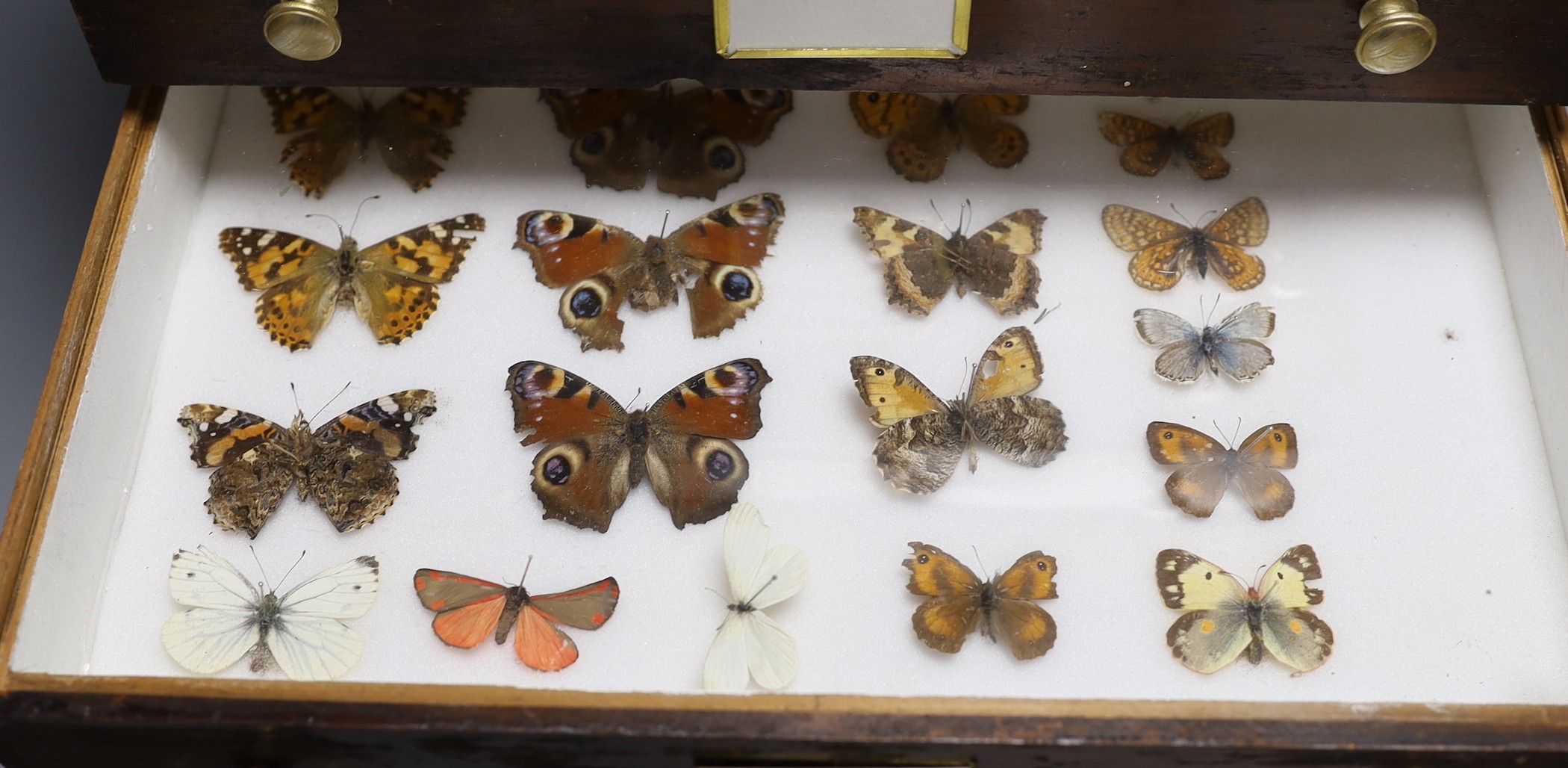 Entomology- British butterfly specimens contained in a chest of six drawers, 42 cm high, 38 cm wide, 23 cm deep